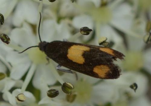 Réf. 360 025 : Pammene aurana